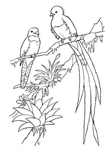 The Most Beautiful Quetzal Bird Coloring Pages with Colorful Plumage