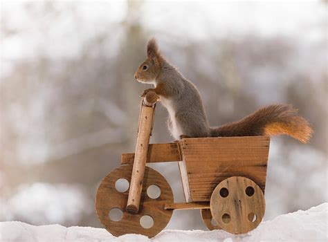 Red Squirrel Riding Wooden Vehicle Photograph By Geert Weggen Fine Art America