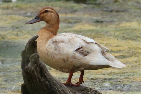 American Black Duck Odd Mallards Willow Flycatcher Help Me