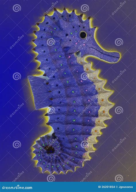 Glowing Seahorse Stock Photo Image Of Seahorses Ocean 26201854