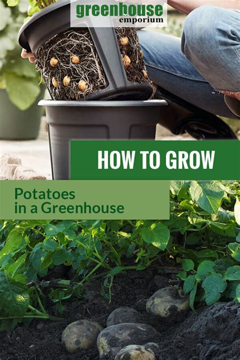 Greenhouse Gardening How To Grow Potatoes Greenhouse Emporium
