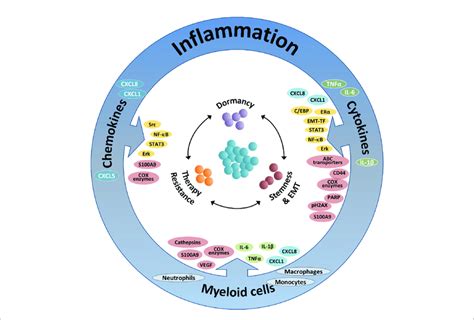 The Integrated Activities Of Pro Inflammatory Cells And Soluble