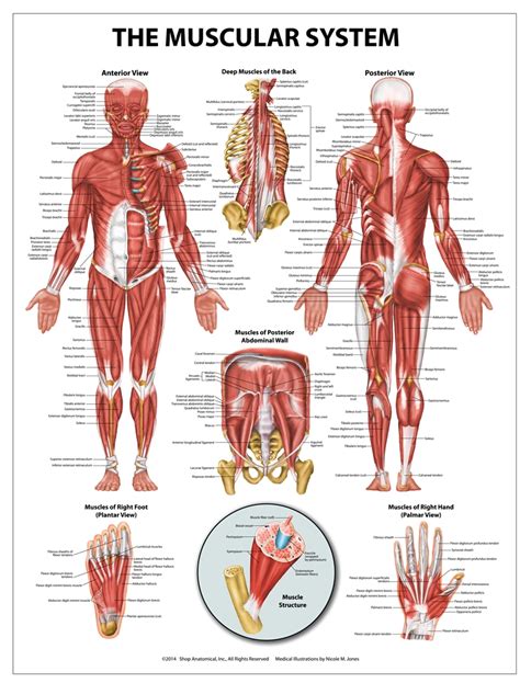 Hd Muscle Anatomical Chart