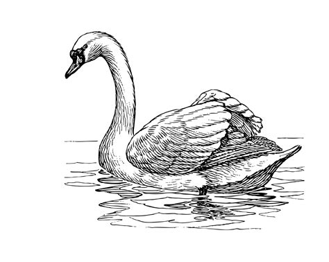 Swan Coloring Pages Printable Coloring Pages