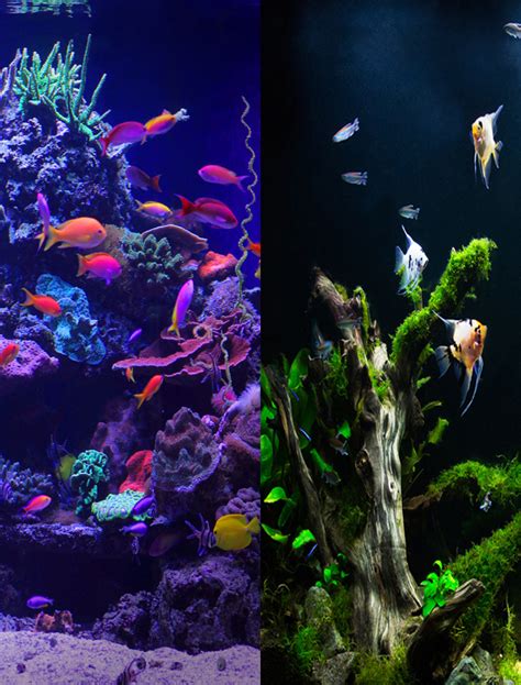 Aquarium Architecture Blog Luxury Custom Fish Tanks Custom Made