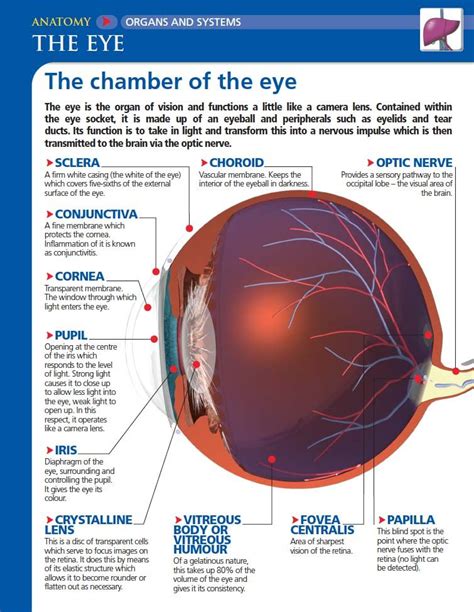 Functions Of The Iris Of The Eye The Anatomy Stories