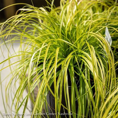 1 Grass Carex Osh Evercolor Everillosedge Golden Bates Nursery And