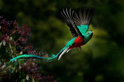 El Quetzal La Hermosa Ave Americana De Plumas Serpenteantes