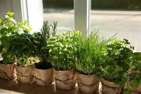 Herbs That You Can Grow Indoors Hgtv