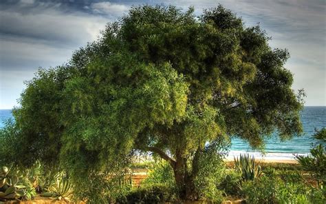 Daniel Sierra Single Tree Green Tree Wallpeprs For
