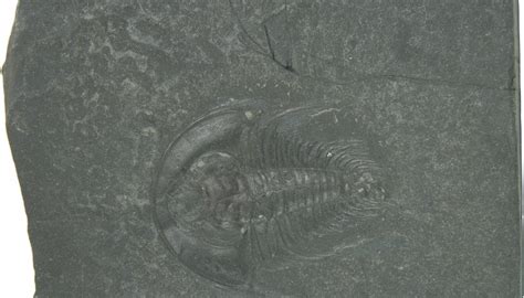 What Is An Imprint Fossil Sciencing