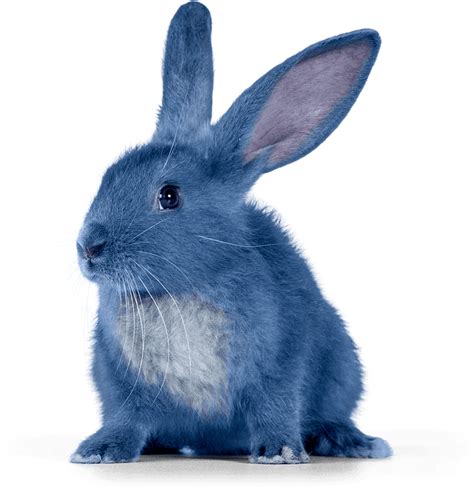 Meet Blu Head Bunny At Blue Bunny Ice Cream Company • Blue Bunny