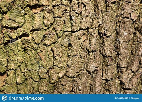 Close Up Surface Of Tree Bark In A Forest In High Resolution Stock