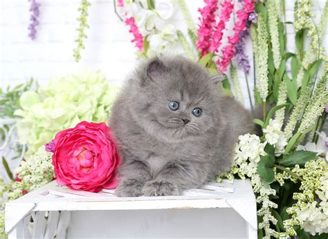 At the end of the day, the persian cats took home the gold and were named best in show. Blue Persian Kittens Photo Gallery - Gray Kittens - Grey ...