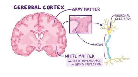 Anatomy Of The White Matter Tracts Video And Anatomy Osmosis