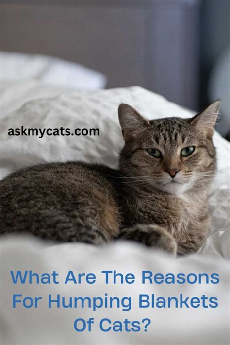 Blanket Humping Cat Understanding And Solving The Behavior