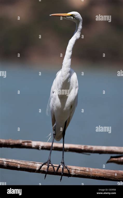 Great White Egret Egretta Alba Lake Awaka Ethiopia Stock Photo Alamy