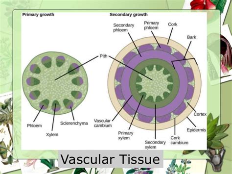 Vascular Tissue Plant Logistics Management My Gardening