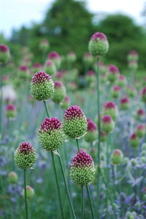 Alliums Are Popping At The Gardens Coastal Maine Botanical Gardens