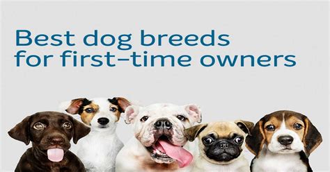The Best Dog Breeds For New Dog Owners Dog Breeds