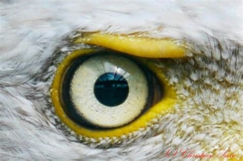 Eagle Eye Eye Close Up Pet Birds Beautiful Eyes