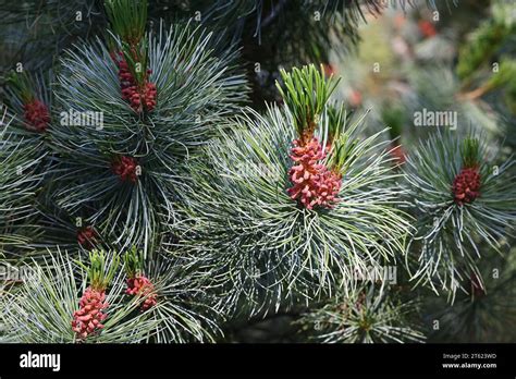 Pinus Pumila Com Nmente Conocido Como Pino Enano Siberiano Pino