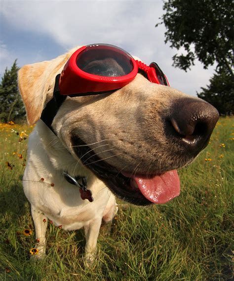 Dog With Doggles Scott Cromwell Flickr