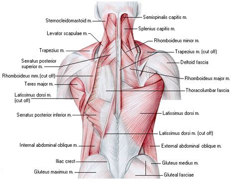 Download scientific diagram | anatomy of the intrinsic back muscles. Climbing Tissues: Muscles and Tendons | Low Gravity Ascents