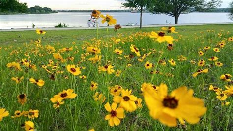 Maybe you would like to learn more about one of these? Wild flowers at White Rock Lake, Dallas, TX | Lake, Wild ...