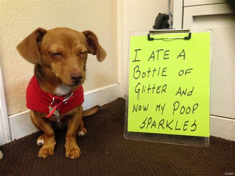 I Ate A Bottle Of Glitter And Now My Poop Sparkles Animal Jokes Funny