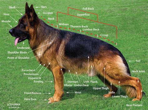 Anatomy Of German Shepherd