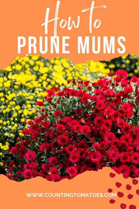 How To Prune Mums To Produce Compact Bushy Plants For Fall Flowering