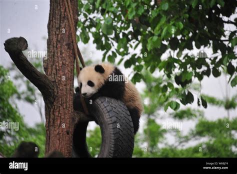 File A Giant Panda Cub Plays With A Hanging Tire On A Tree At A Base