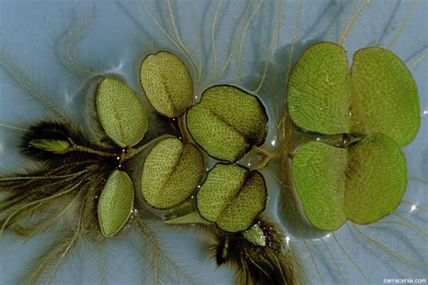It is a free floating plant that does not attach to the soil. Plant