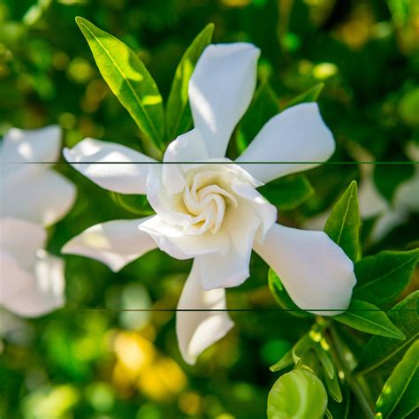 Generally, the best time to plant gardenias is in the fall. 1 Gal. Frost Proof Gardenia - Fragrant White Blooms ...