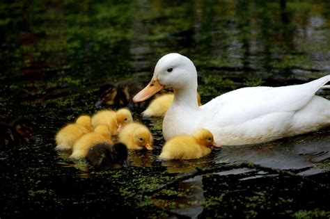 Download Baby Ducks Following Mother Ing Gallery By Awood85 Baby