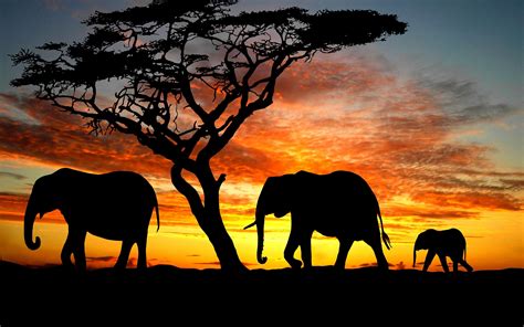 Elephant Screensavers And Wallpaper 69 Images