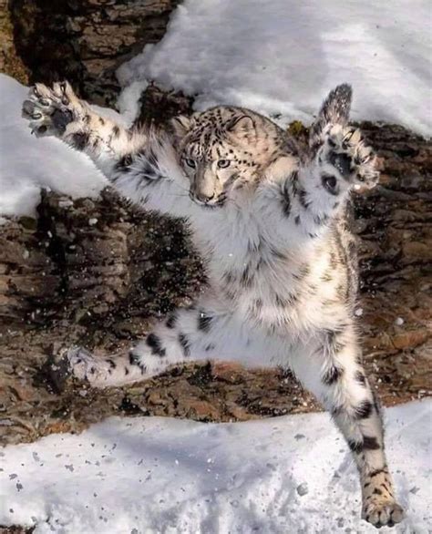 Snow Leopard ️🐆 Funny Animal Memes Funny Animal Pictures Cute Funny