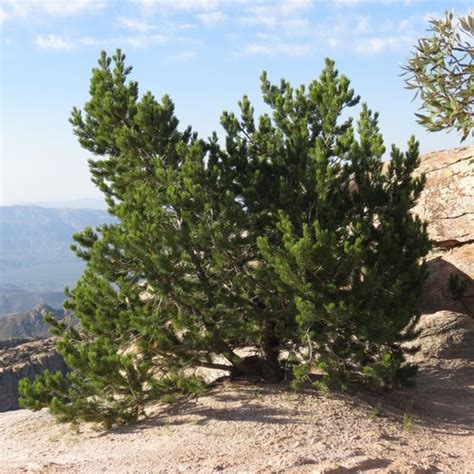 Pino Mexicano Variedad Pinus Cembroides Bicolor · Naturalista Mexico