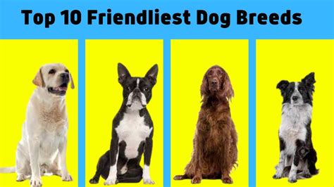 Top 10 Friendliest Dog Breeds That Love People Youtube