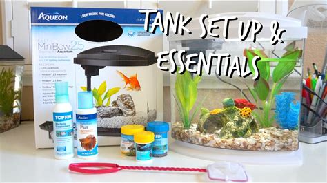 Guide To Taking Care Of Betta Fish Tagamanent
