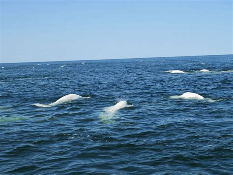 Churchill Manitoba Singing And Gliding With Beluga Whales Chasing