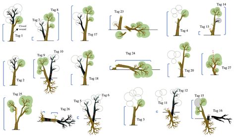 Measuring Tree Death And Damage In Tropical Forests Ngeetropics