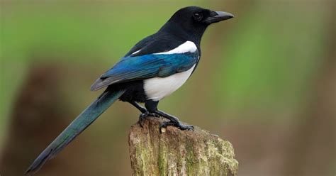 Jhotpotnews List Of Bangladeshi Birds
