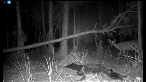 Bone Chilling Video Shows Deer Approaching Sleeping Alligator In