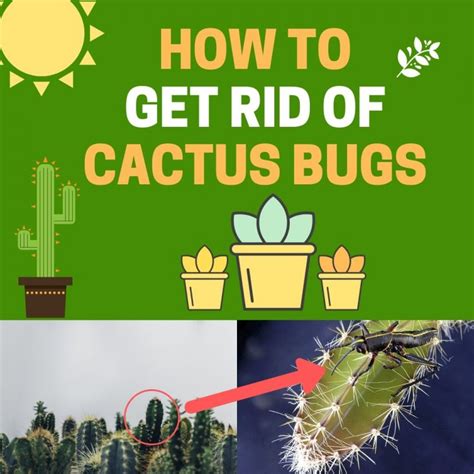 We recommend buying a pesticide that this blog was written by ryan michel, owner of defense pest control. How to Get Rid of Cactus Bugs Naturally (Easy DIY) | BugWiz