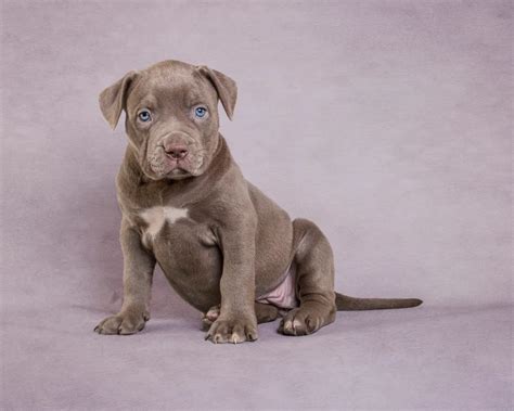 Pit Bull Puppies Cute Pictures And Facts