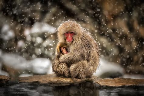 1920x1200 Resolution Grey Primate Monkey Snow Macaques Baby
