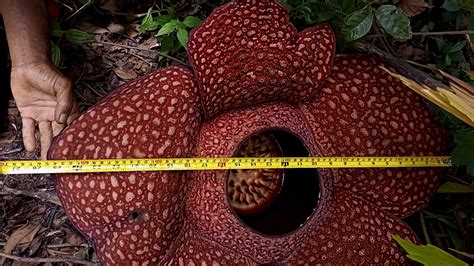 Rafflesia Arnoldi Hasil Budidaya Kembali Mekar Di Lubuk Resam