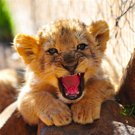Baby Lion Roar Animals And Pets Funny Animals Big Cats Cats And